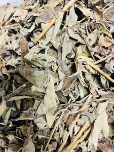 Fèy pwa kongo. Peageon - Pigeon Pea Leaves