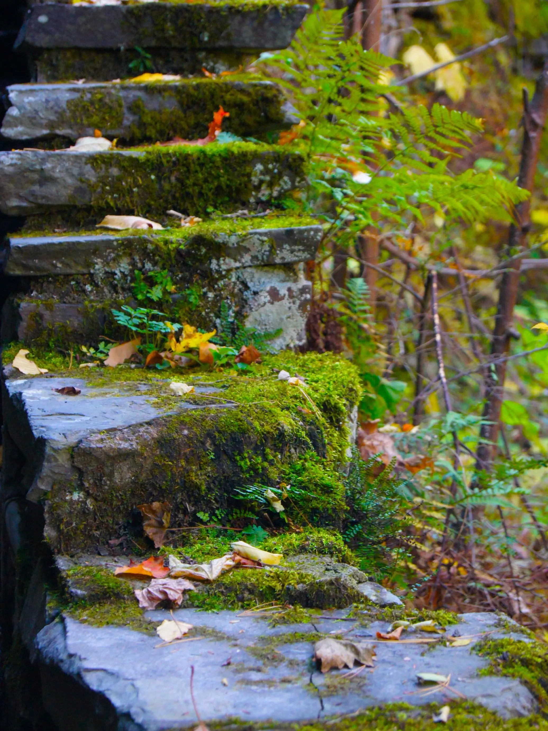 Nature Photograph