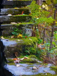 Nature Photograph