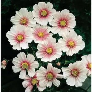 Cosmos Daydream - Floral Seed with Natural Colors and Finishes