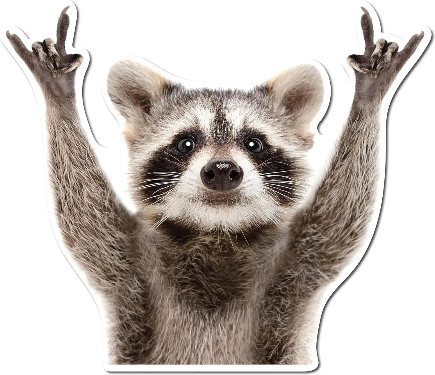 Rocking Raccoon Sticker Funny Raccoon Cute Vinyl Decal For Cars Laptops Walls Windows And Bumpers