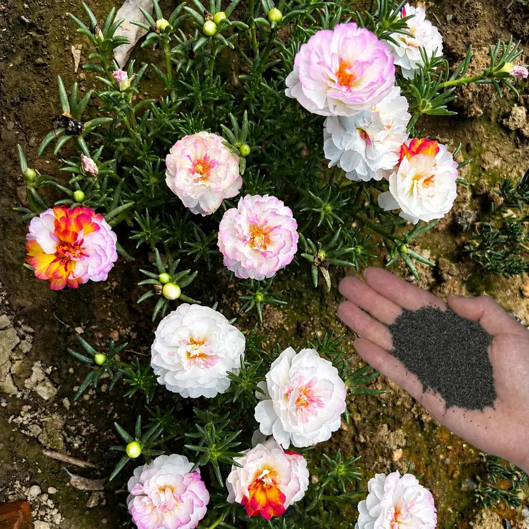 10000+pcs (Moss Rose) Seeds - Mixed Double Portulaca Grandiflora Seeds Planting Ornaments Perennial Garden Simple to Grow Pots Gifts