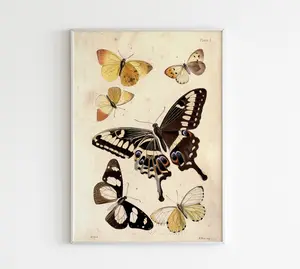 Botanical Illustration Butterfly Poster Gift Vintage Butterfly Print Boho Butterflies Print Retro Boho Girl's Nursery (No Framed)