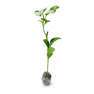Purple Passion Fruit Vine Starter Plant – Exotic Fast-Growing Fruit Vine for Home Garden