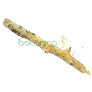 Palo Laurel Indio 3.5" - 5" Aprox.