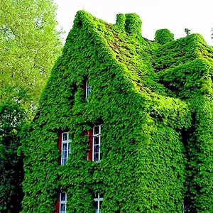 Virginia Creeper Vine Seeds (Parthenocissus quinquefolia) Fast Growing Hardy Climbing Vine | Ornamental Fall Color