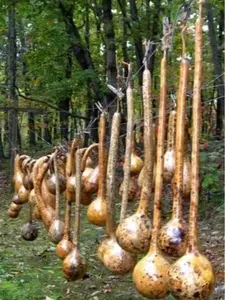 Dipper Gourd Seeds - 10 Seeds to Plant