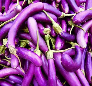 Long Purple Eggplant Seeds | Non-GMO | Heirloom | Fresh Garden Seeds - 500 seeds