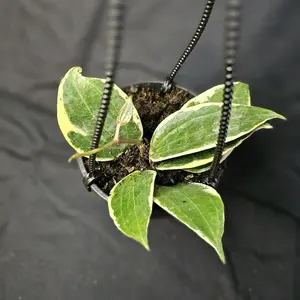 Macrophylla Hoya, 4" hanging basket, live plant, living houseplant, easy to care for, beginner plant