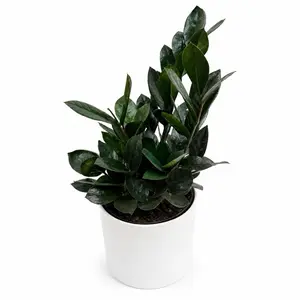 Black Raven ZZ Plant 6" Pot - Unique Black Leaves, Low Maintenance, Ideal for Indoor Home Decoration