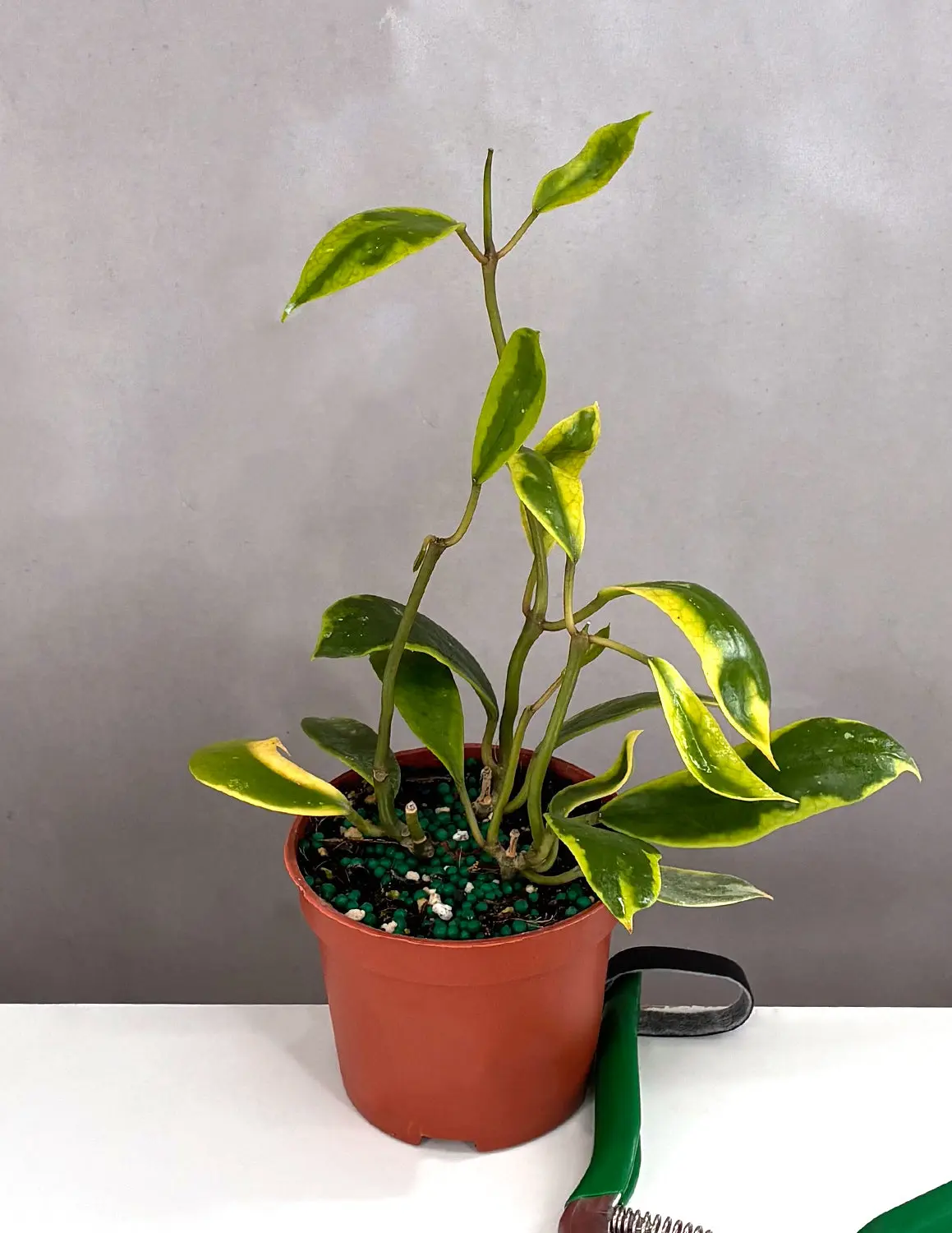 Hoya Diversifolia Albomarginata