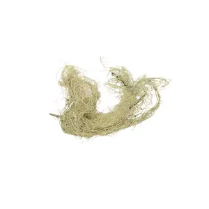 Usnea Lichen Whole