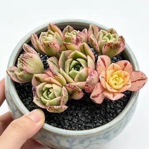 Aeonium 'Sweet Tea' Rare Succulent Plant Bare Root | Colorful Rosette Succulent | Easy Care Beginner Friendly Houseplant | Perfect Gift & Home Decor | Indoor Garden Plant | #Succulent #PlantTok #RarePlants #Houseplants #SucculentLover