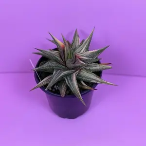 Haworthia Limifolia Variegated 4” Variegated Succulent Live Plant Compact Modern Look for Small Spaces Bright Indirect Light Care