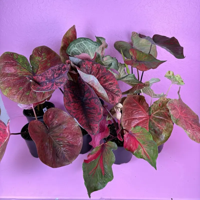 RARE Caladium Assorted Varieties 6” | Unique Colorful Tropical Foliage | Collector Houseplant