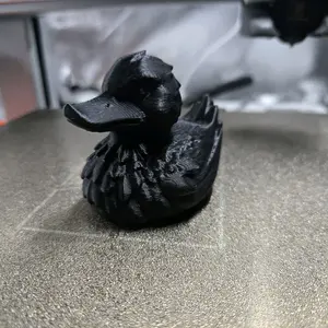 Black Raven Duck