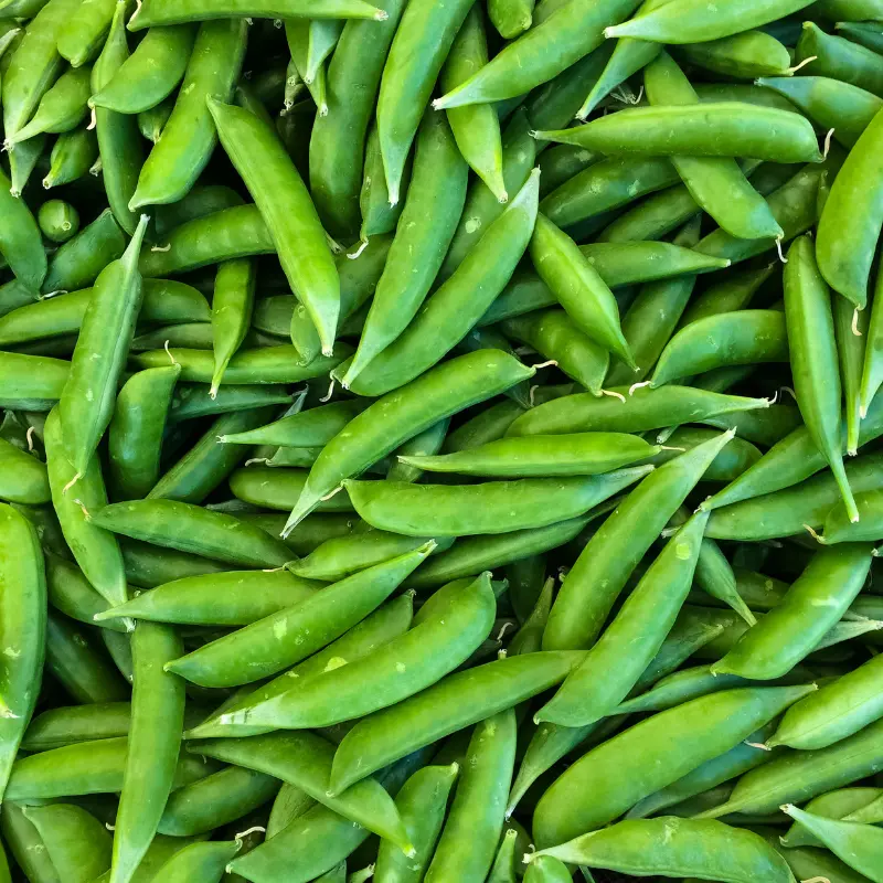 Super Sugar Snap Pea Seeds (Pisum sativum) Sweet crisp snap peas with edible pods; vigorous climber ideal for fresh eating, trellises, and cool-season gardens