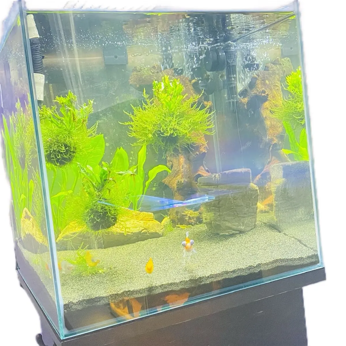 Custom Tank