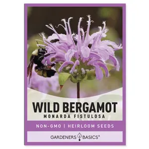 Bergamot Seeds
