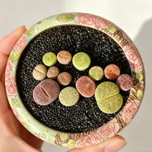 Large Lithops Random 30PC – Assorted Living Stones Succulents, Easy Care Live Plants, Bare Root Shipping, Indoor Decor, Beginner Friendly