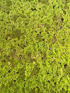 Azolla (Fairy Moss) – Live Floating Aquarium Plant | AquariumVille