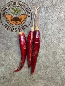 Hot Chile De Arbol Mexicano, Mexican Chili Heirloom Hot Pepper Live Plant