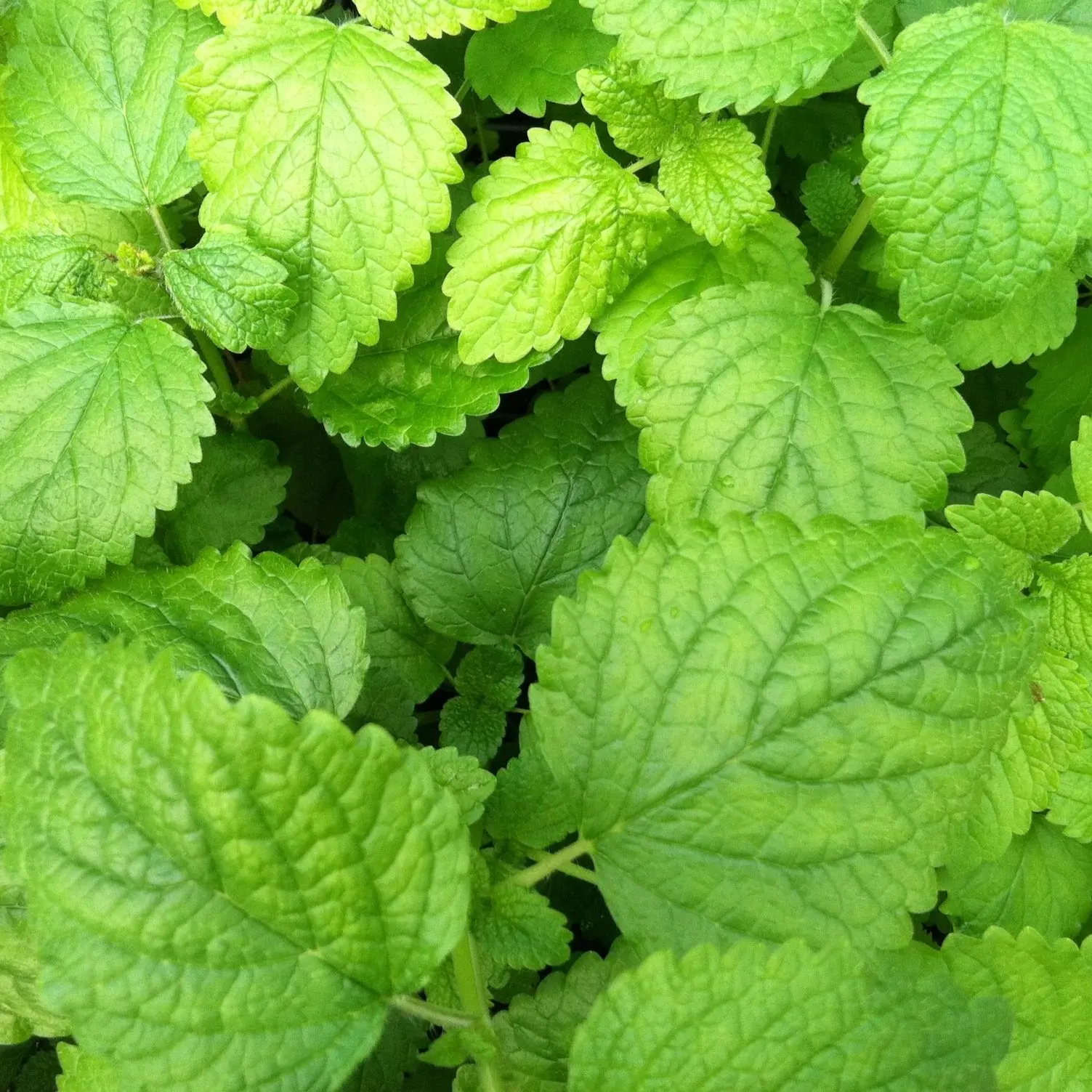 Organic Lemon Balm Seeds (Melissa officinalis) – 100+ Seeds for Herb Gardens, Teas, and Medicinal Use