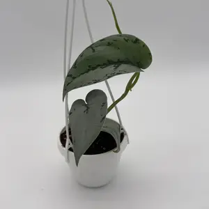 New Scindapsus silver sierra Live Tropical House Plant Beginner-friendly Easy Care Air Purifier Indoor Home Decoration