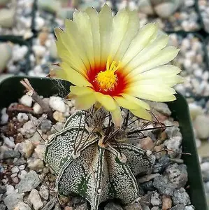 Astrophytum capricorne goats horns