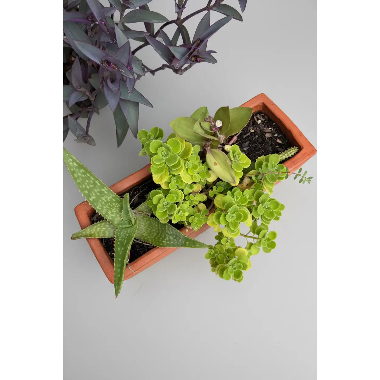 Terracotta Mixed Rectangle Planter