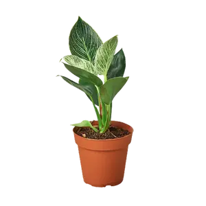 Philodendron 'Birkin' - 4" Pot