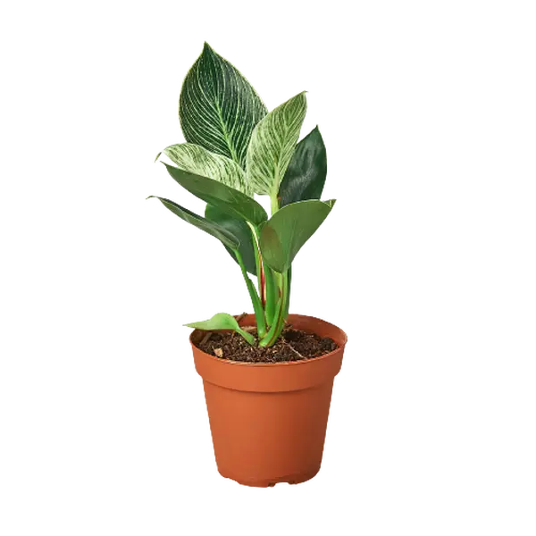 Philodendron 'Birkin' - 4" Pot