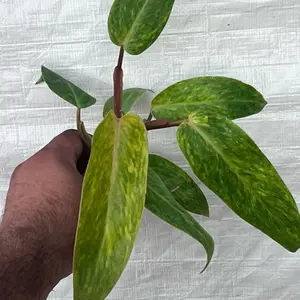Philodendron Painted Lady | Rare Aroid Starter Plant | Rooted Starter Plant in Plug