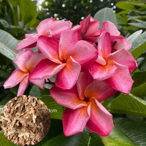 10 Pcs Keiki Plumeria Seeds - Flower Seed Pack, Premium Tropical Perennial Blooms, Fragrant Plant Seeds for Garden Pots and Full Sun