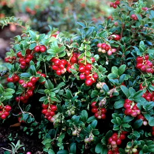 Lingonberry Seeds (Vaccinium vitis-idaea) Cold-hardy evergreen berry plant producing tart red fruits; excellent for jams, sauces, and groundcover in acidic soils