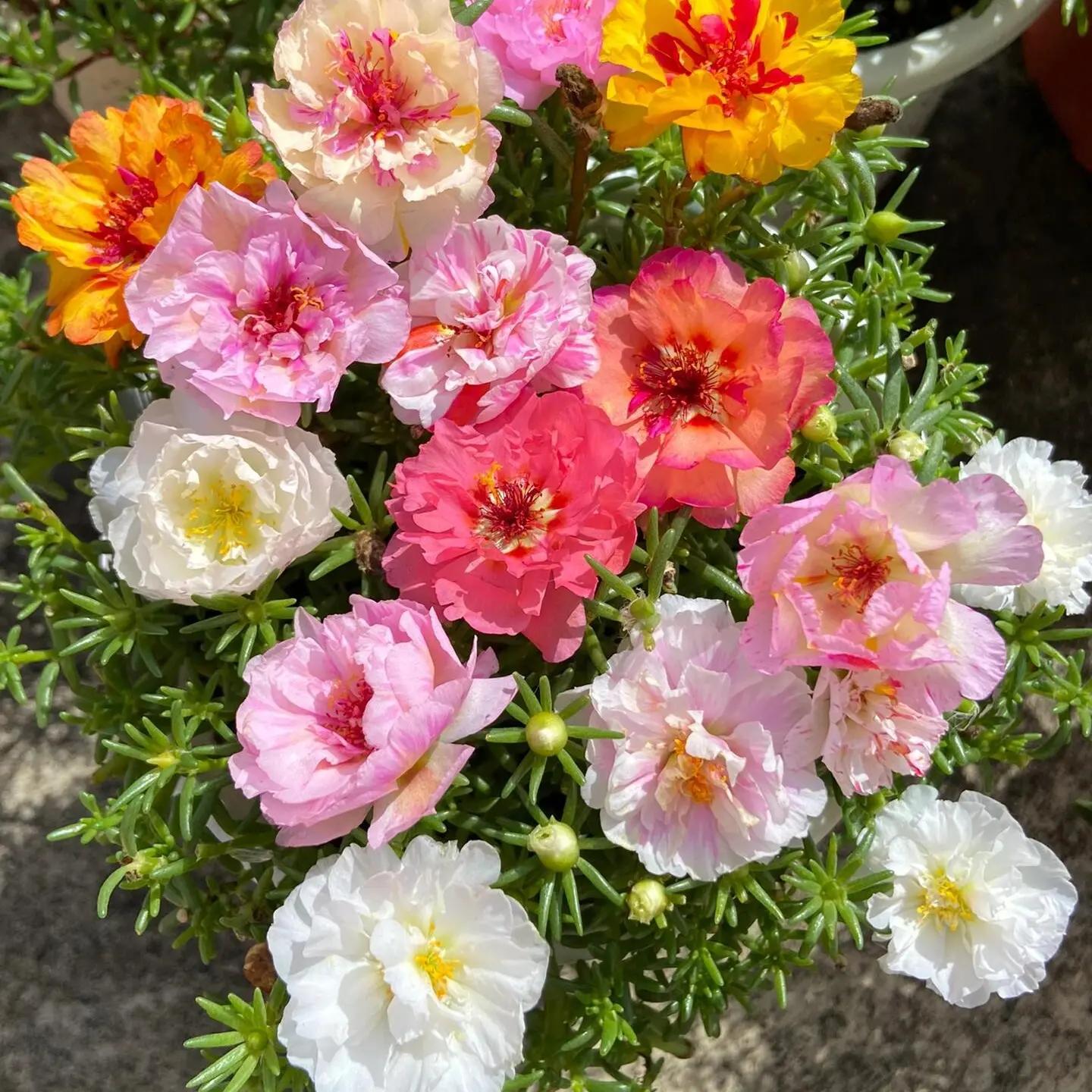 10,000 Portulaca Seeds - Double-flowered Moss Rose Annual Perennial Flower Seeds for Planting Outdoors Non GMO Mixed Colors Large Blooms Attract Pollinators Easy to Grow All Seasons
