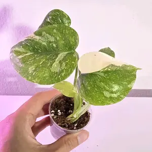2” Monstera Thai Constellation starter plant,2" pot plug, live plant, indoor plant, grower choice