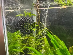 Suction Betta Fish Hide: Voronoi Aquarium Cave