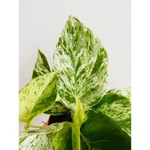 Marble Queen Pothos - Epipremnum Aureum 'Marble Queen' - 3" Pot