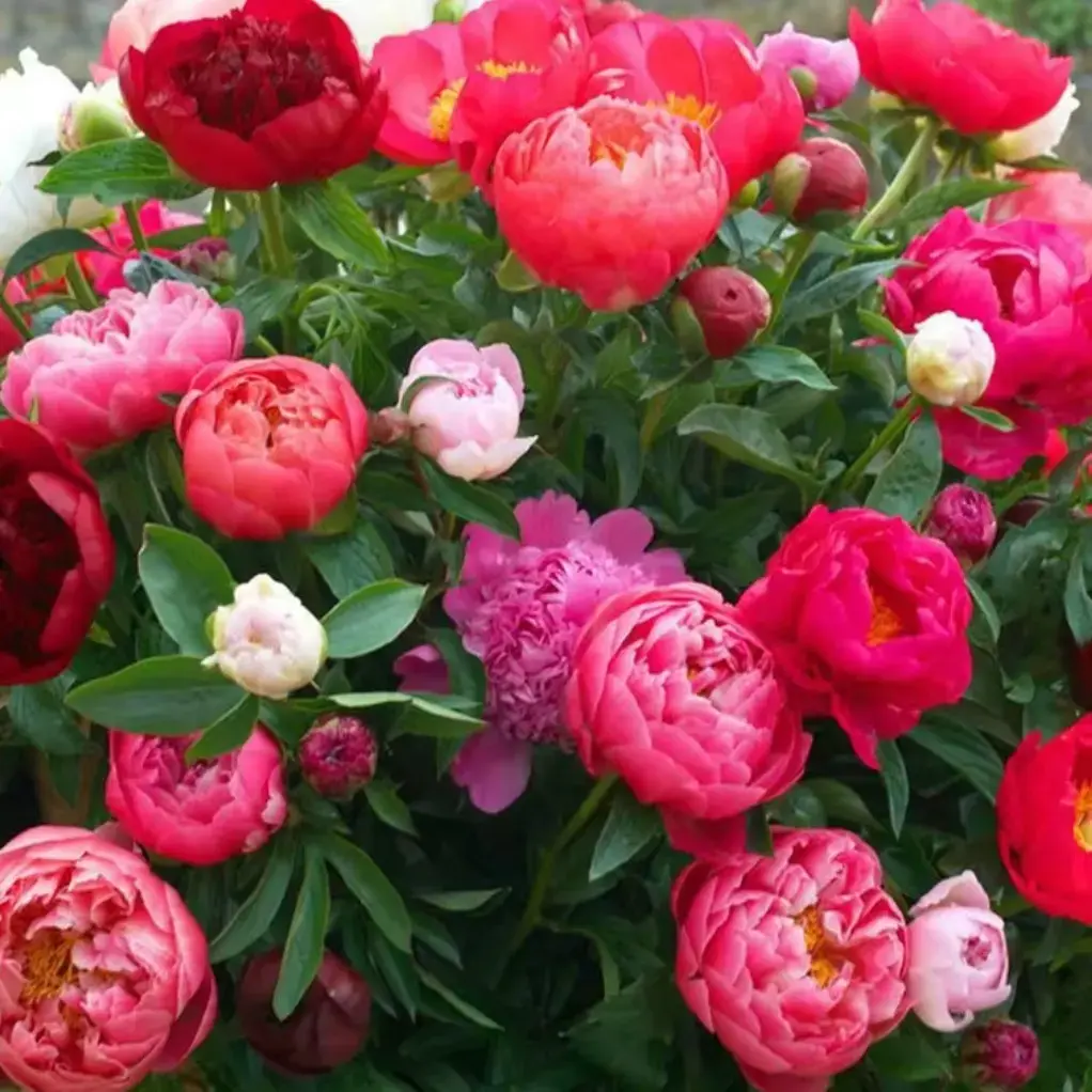 30 pcs peony seedspeony red peony seeds are plantedcourtyard balcony plants