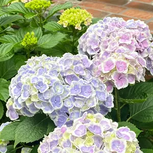 30 Mixed Color Hydrangea Seeds| Stunning Perennial Flowers for Landscaping & Garden Beautification| Hardy, Easy-to-Grow Blooms elegant Seeds