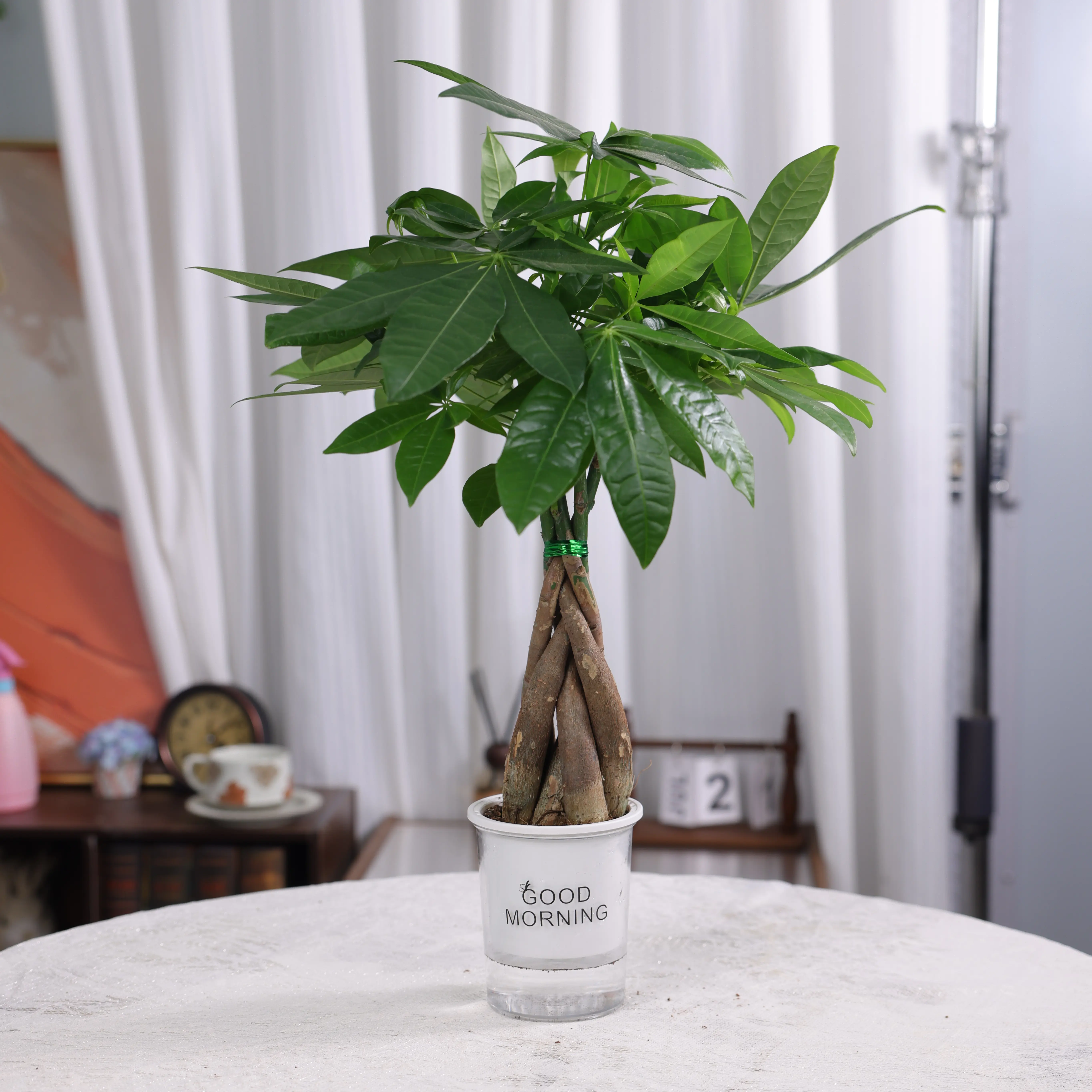 LZ01HP003 / 4 Inch Good Morning Potted Money Tree, Live Pachira Aquatica Houseplant with Hand Braided Stems & Lush Green Palmate Leaves, Easy-Grow Tropical Ornamental Plant for Home, Office Desktop & Modern Indoor Decoration