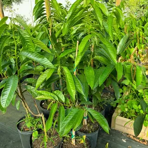 Red Custard Apple Tree 3 Gal 4 Feet - Exotic Fruit Tree for Home Gardens