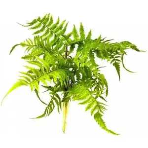 Boston Fern Nephrolepis Exaltata Terrarium Decor