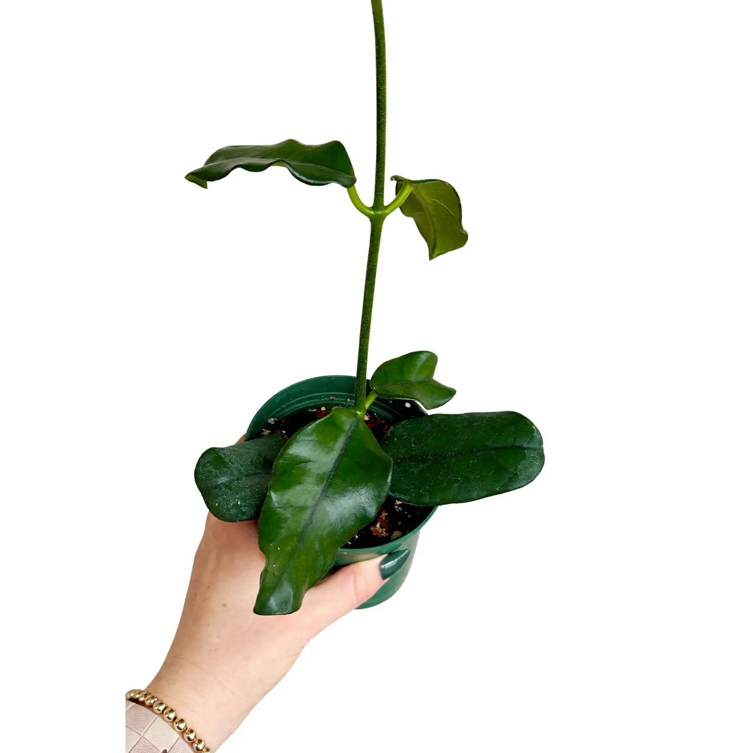 4” Hoya Globulosa