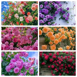 200 Mixed  Climbing Rose Seeds for Outdoor Planting Vibrant Ornamental Flowers for Garden