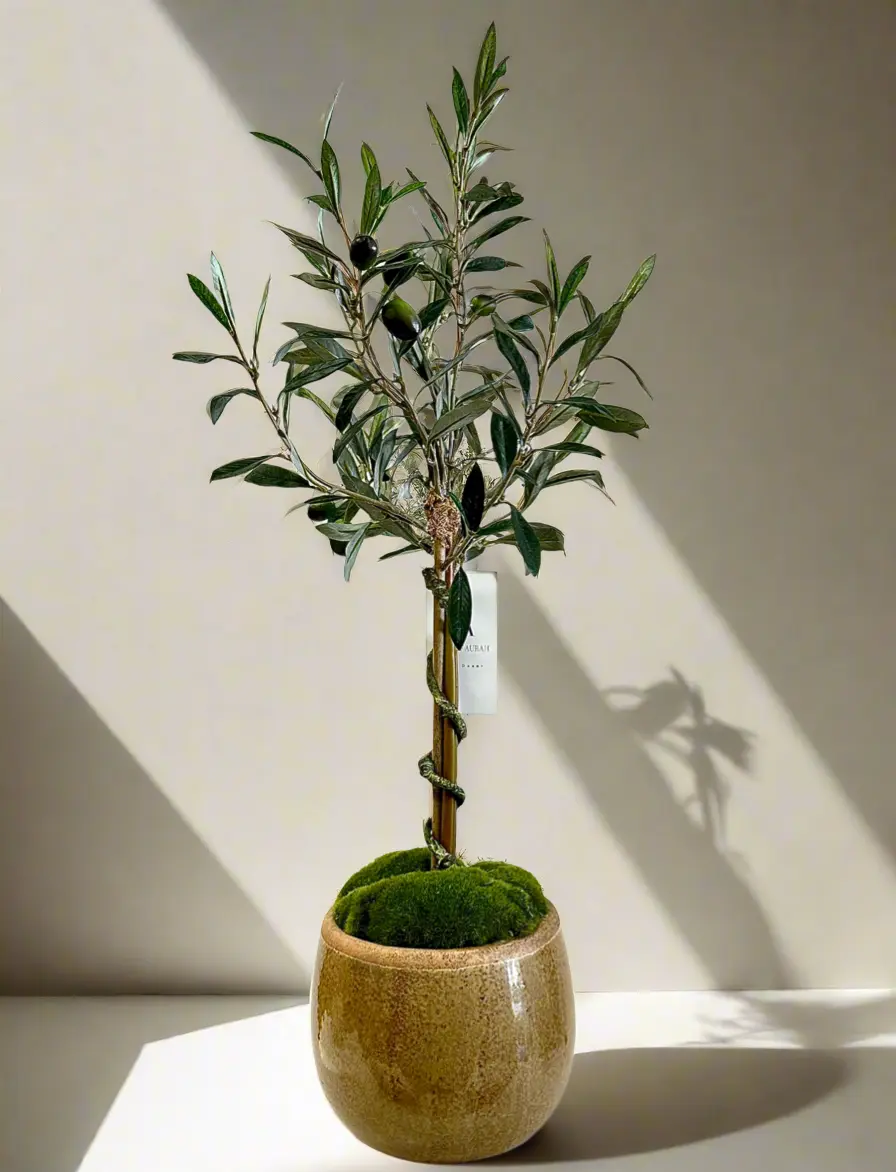 Olive Tree
