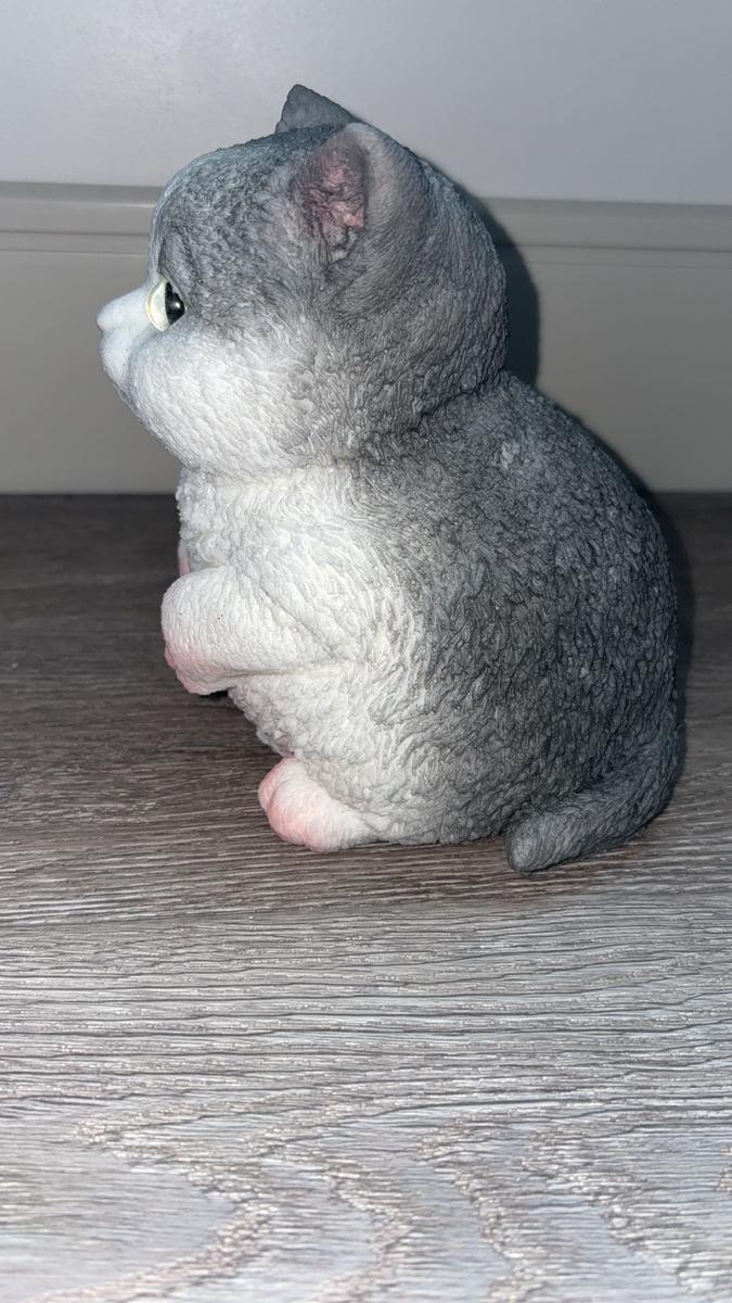 Item: A American Shorthair