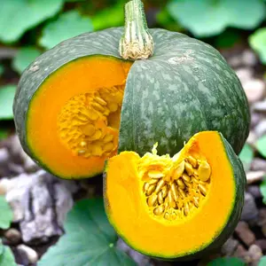 Kabocha Squash Seeds - 15 Seeds for Home Garden Planting with Dark Green Rind & Bright Orange Flesh Ideal for Cooking & Outdoor Gardens