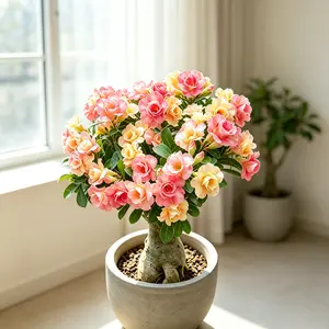 Desert Rose Adenium – Potted Caudex Succulent, Indoor Blooming Plant